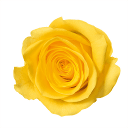 Rose yellow